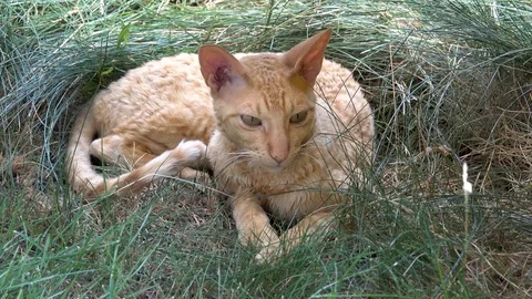 Cat hounds from behind the grass Stock Footage 76674967