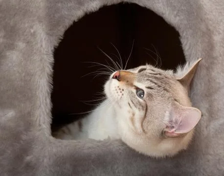 Cat in the house. Stock Photos