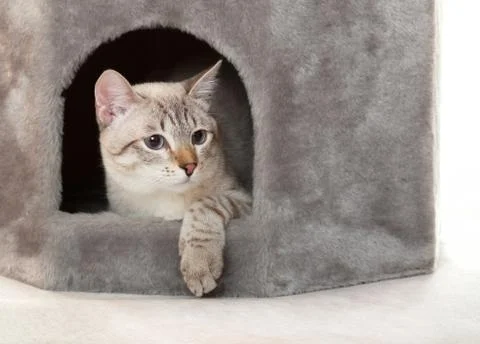 Cat in the house. Stock Photos