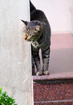 Cat at house Stock Photos