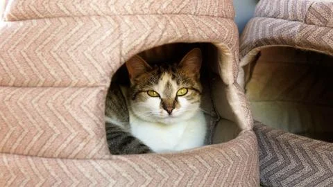 Cat in the house. Stock Photos
