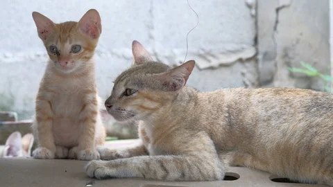 Cat on the house wall looking at camera. Stock Footage 92779054