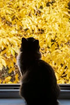 Cat at house window Foto stock