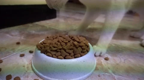 Cat hungrily eats dry food Stock Footage 63511726