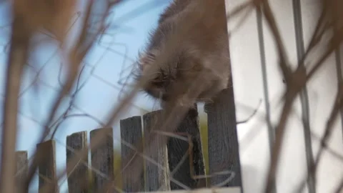 Cat hunt Stock Footage 288909907