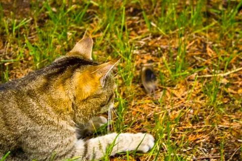 A cat on the hunt in the grass. A cat just before the attack Foto stock