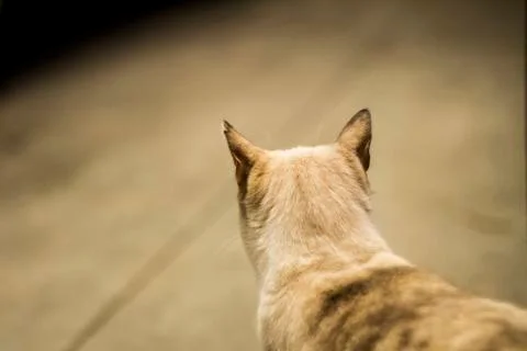 Cat on the hunt Stock Photos