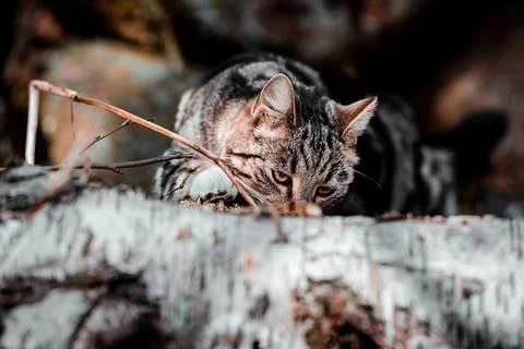 Cat on the hunt Stock Photos