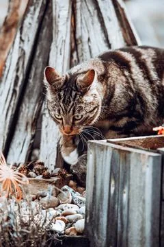 Cat on the hunt Stock Photos
