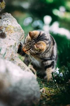 Cat on the hunt Stock Photos