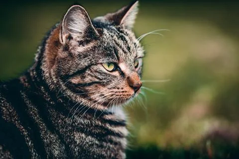 Cat on the hunt Stock Photos