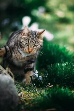 Cat on the hunt Stock Photos