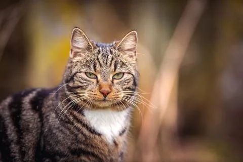 Cat on the hunt Stock Photos
