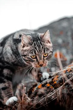 Cat on the hunt Stock Photos
