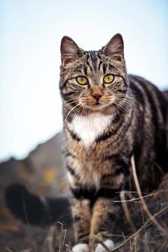 Cat on the hunt Stock Photos