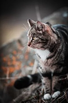 Cat on the hunt Stock Photos