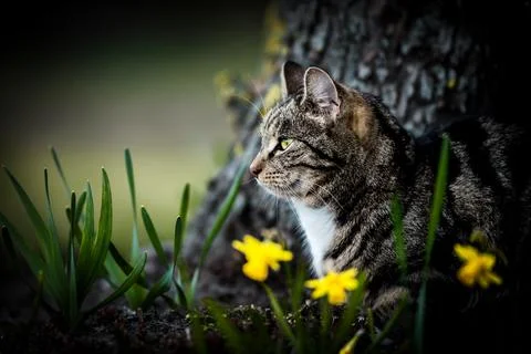 Cat on the hunt Stock Photos