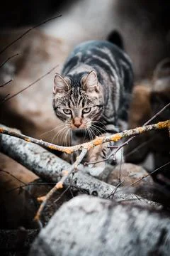 Cat on the hunt Stock Photos