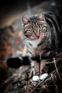 Cat on the hunt Stock Photos
