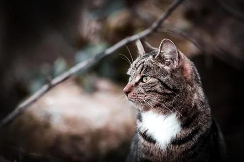 Cat on the hunt Stock Photos