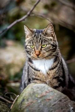 Cat on the hunt Stock Photos