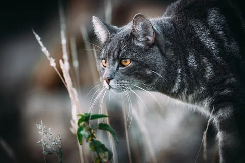 Cat on the hunt Stock Photos