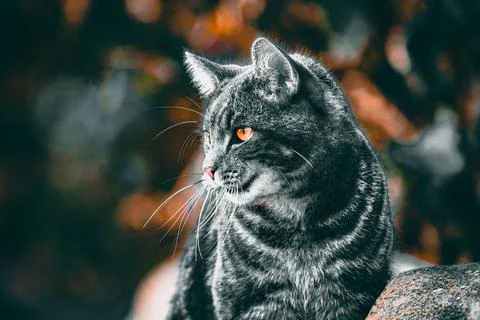 Cat on the hunt Stock Photos