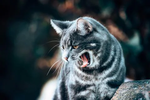 Cat on the hunt Stock Photos