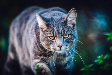 Cat on the hunt Stockfoto's
