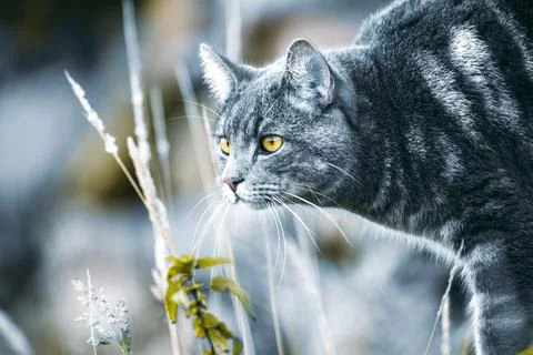 Cat on the hunt Stock Photos