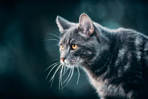 Cat on the hunt Stock Photos