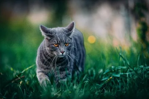 Cat on the hunt Stockfoto's