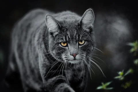Cat on the hunt Stockfoto's