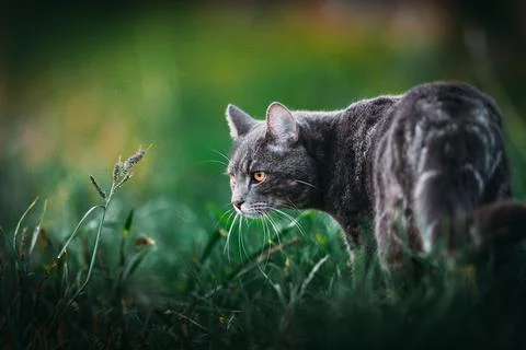 Cat on the hunt Stock Photos