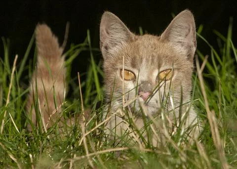 Cat on the hunt Stock Photos