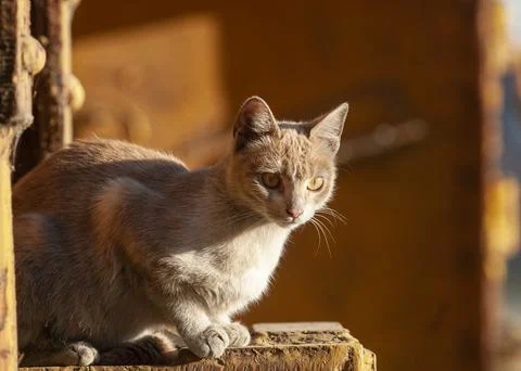 Cat on the hunt Stock Photos