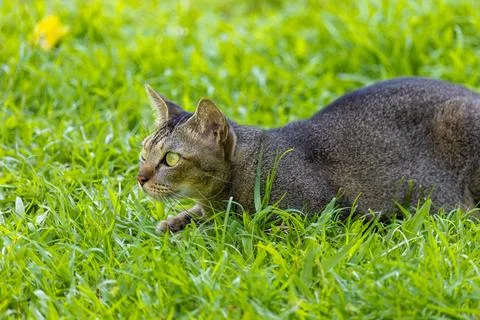 Cat hunt1 Stock Photos