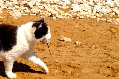 A cat hunter caught a lizard and carries it in its teeth. Stock Photos