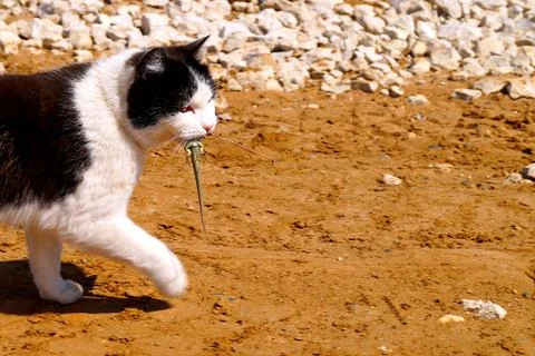 A cat hunter caught a lizard and carries it in its teeth. Stock Photos