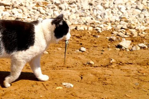 A cat hunter caught a lizard and carries it in its teeth. Stock Photos