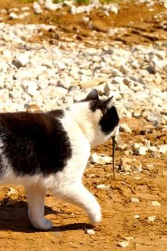 A cat hunter caught a lizard and carries it in its teeth. Stock Photos