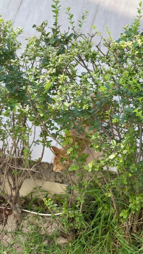 Cat-hunter Stock Footage 312456340