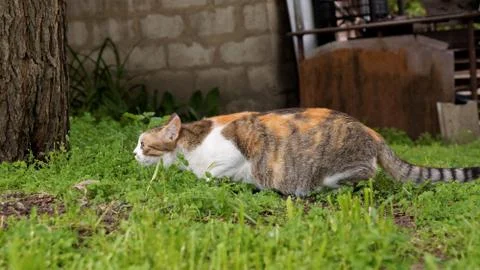 The cat is a hunter. Stock Photos