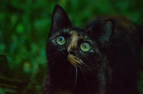 Cat hunting in the backyard Stock Photos