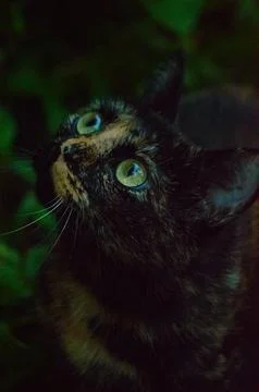 Cat hunting in the backyard Stock Photos