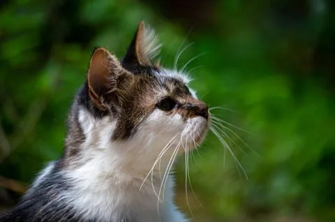 Cat hunting in the backyard Stock Photos