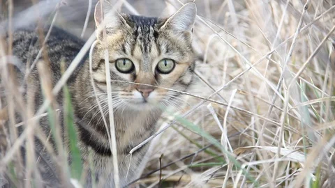 Cat hunting in the field Stock Footage 101886167