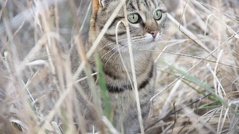 Cat hunting in the field Stock Footage 101886283
