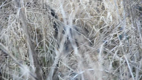 Cat hunting in the field Stock Footage 101886685