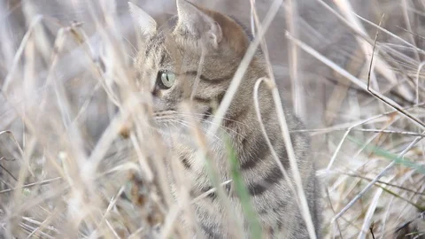Cat hunting in the field Stock Footage 101886880
